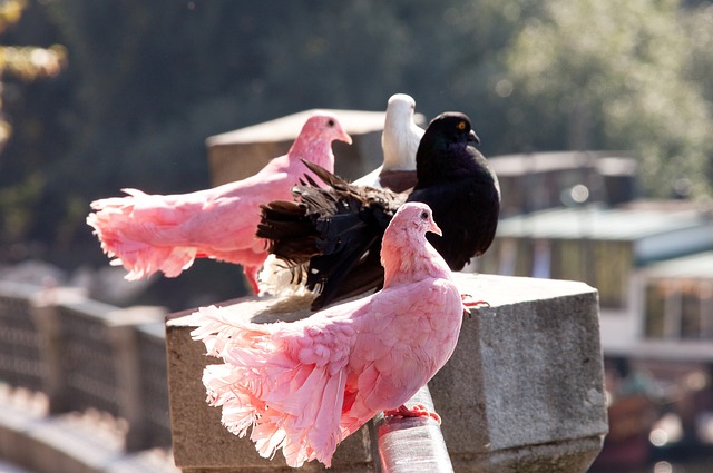 他们成功逆 他们成功逆