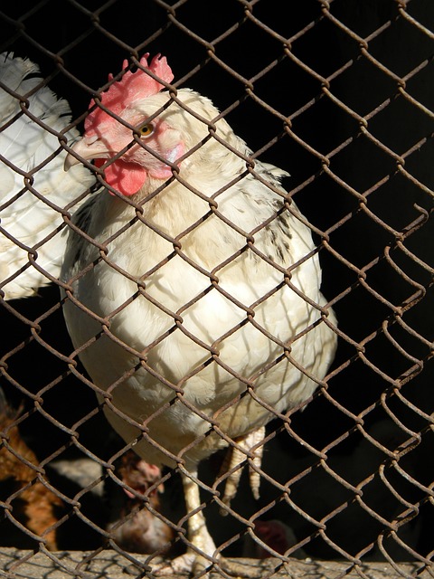 家的幕后故 家的幕后故